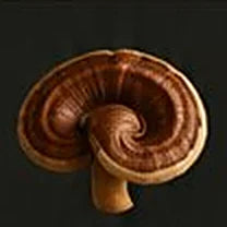 Reishi